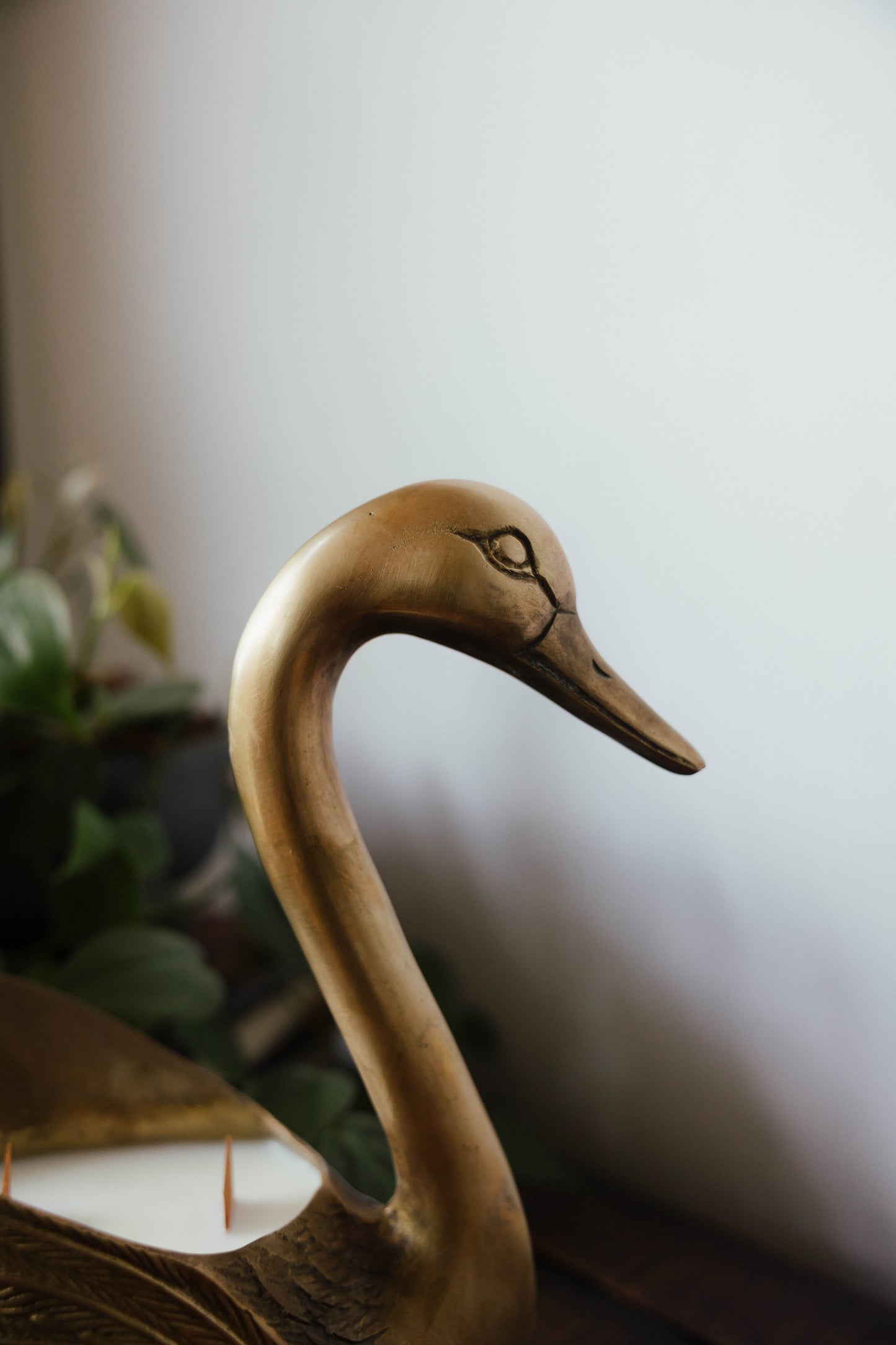 Cygne